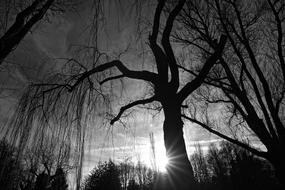 Beautiful, black and white landscape with silhouettes of the trees, in sunlight