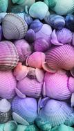 empty Seashells, colorful background, wallpaper