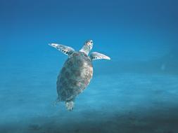 Turtle or Animal Marine