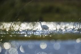 Beautiful and cute bird among the green grass and water in sunlight, with bokeh lights