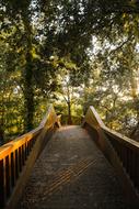 green Forest Trees Bridge