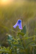 purple flower on a field with green grass on a blurred background