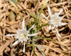 white flowers on the coast close-up in a blurred background