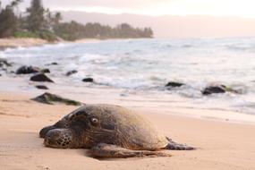 turtle on a tropical beach