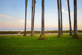 Grass Field Path landscape
