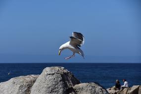 seagull in flight over the boulders on the coast