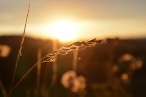 spike of grass with seeds at Sunset Sky