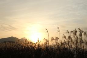 Beautiful landscape with reed, near the mountains, at colorful and beautiful sunset