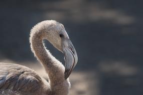 Young Flamingo Bird on a blurred background