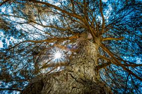 tree, branches, sun