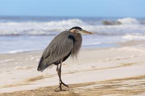bird on a sandy beach on the ocean coast