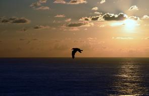 seagull flies over the sea during sunset
