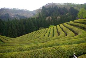 green tea plantations in Boseong County, South Korea