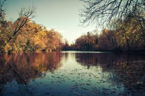 trees by the autumn lake