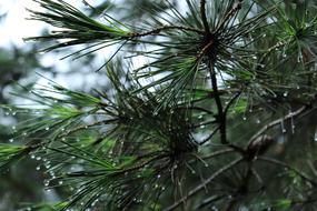 pine branch close-up on blurred background