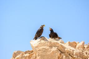 Masada birds on rocks