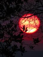 red sun behind the trees at dusk