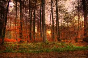 red Sunset Forest