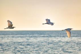Sea Birds Flying at Nature