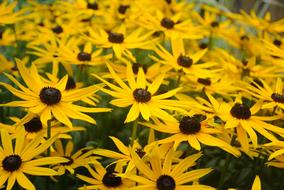 Sea Of Flowers Yellow close-up