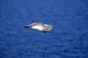 Seagull Bird Water