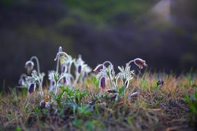spring flowers in nature on a blurred background