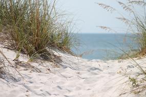 Beautiful, sandy beach with colorful plants, near the ocean