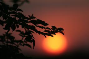 sunset behind a branch in a blurred background