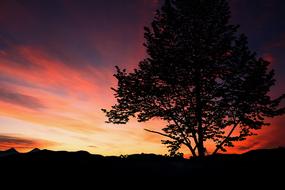 landscape of Sunset Tree Nature