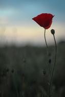 Poppy at Scotland Summer