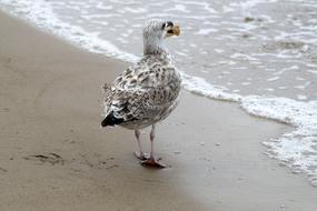 Seagull Bird near Water