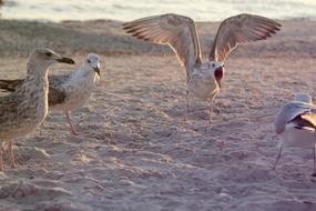 Seagull on a sandy beach close up