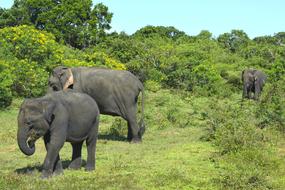Elephants Animals at Nature