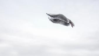 Black and white photo of the beautiful, flying seagull, at background with the sky with clouds