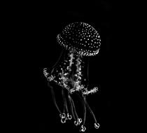 White jellyfish, at black background, clipart