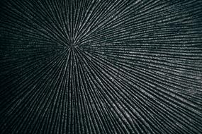 Black and white photo of the exotic design with lines