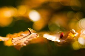 Close-up of the beautiful and colorful leaves of the tree, in bokeh lights, in the autumn