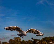 Beautiful and colorful seagull, flying above the colorful trees