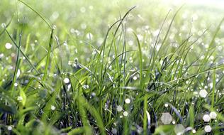 Grass Rosa Drops