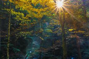 Tree Stump at Forest Autumn