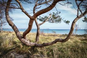 unusual tree on the seaside