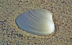 Seashells on the Sand Sea