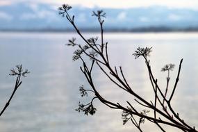 tree branch on the background of the lake in the morning