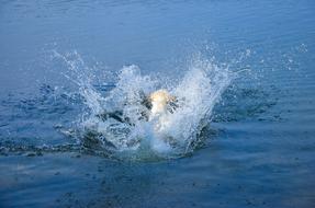 Jumping with the cannonball, in the water with splashes, in the summer