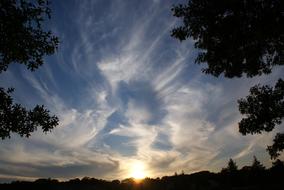 silhouettes of trees against the sky with clouds in the morning