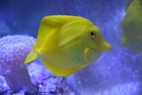 Zebrasoma, yellow disc-shaped Fish underwater