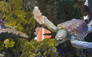 Turtle in Pool Aquarium