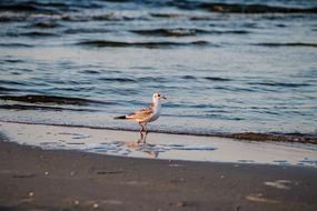 Seagull Sand Bird