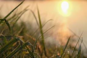 morning sun in green grass in blurred background