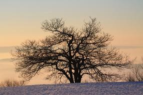 tree in winter landscape